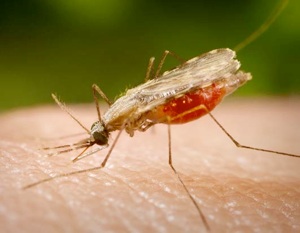 Homeopathy being used to prevent malaria