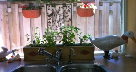 The Urban Herb Garden