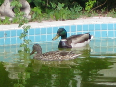 Spring Is Here and wildlife abounds at my place!