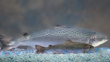 Genetically modified salmon in our supermarkets?