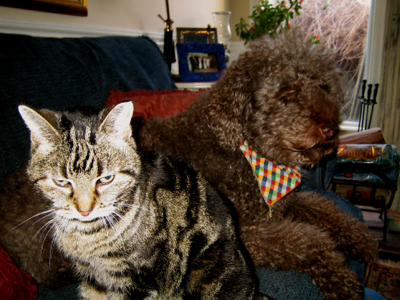 Real Pets Eat Real Food!