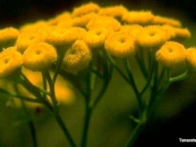 Simplifying In Homeopathic Treatment