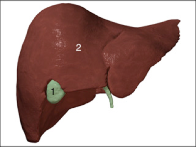 Homeopathic Treatment for Gallstones