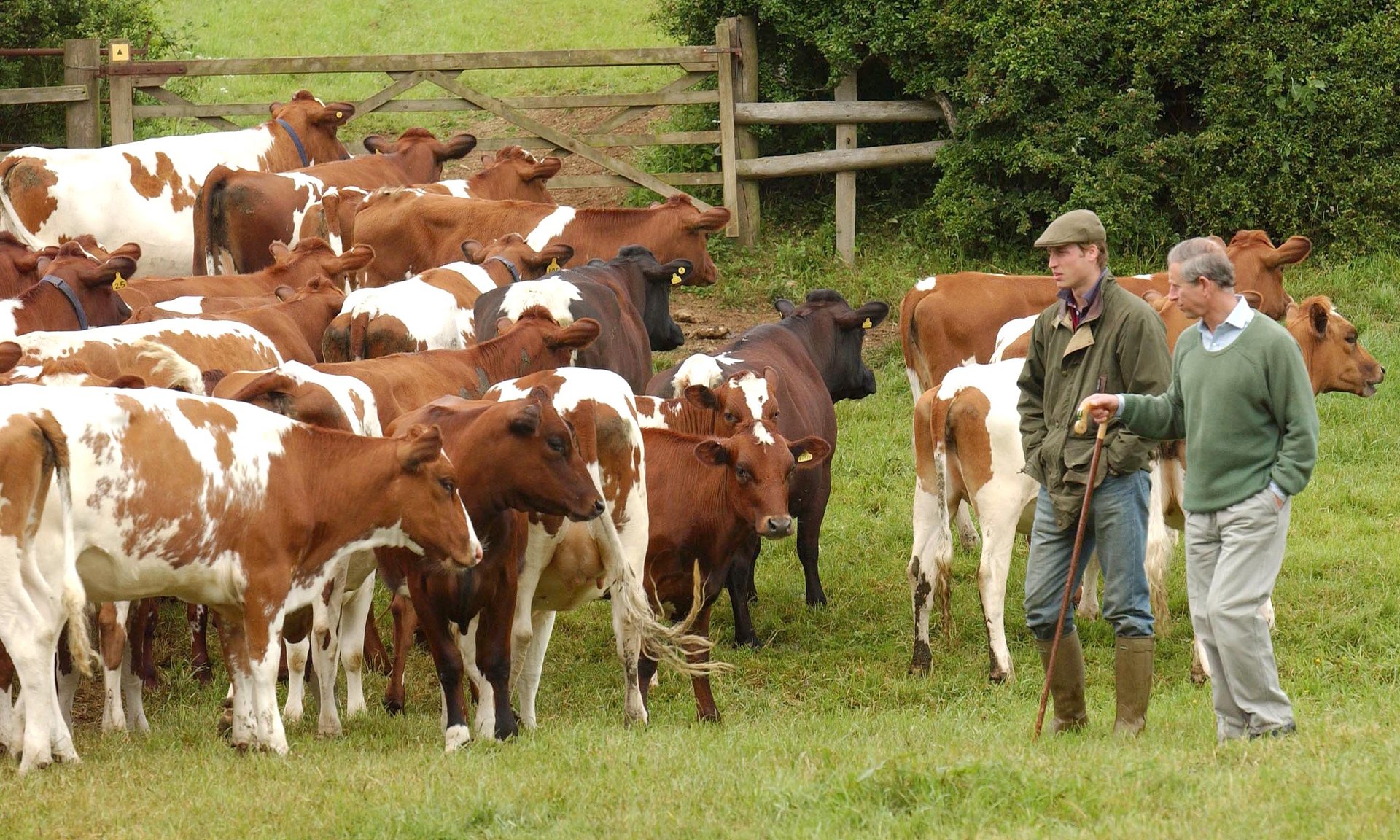 Prince Charles uses Homeopathy for His Animals to cut Antibiotic use.