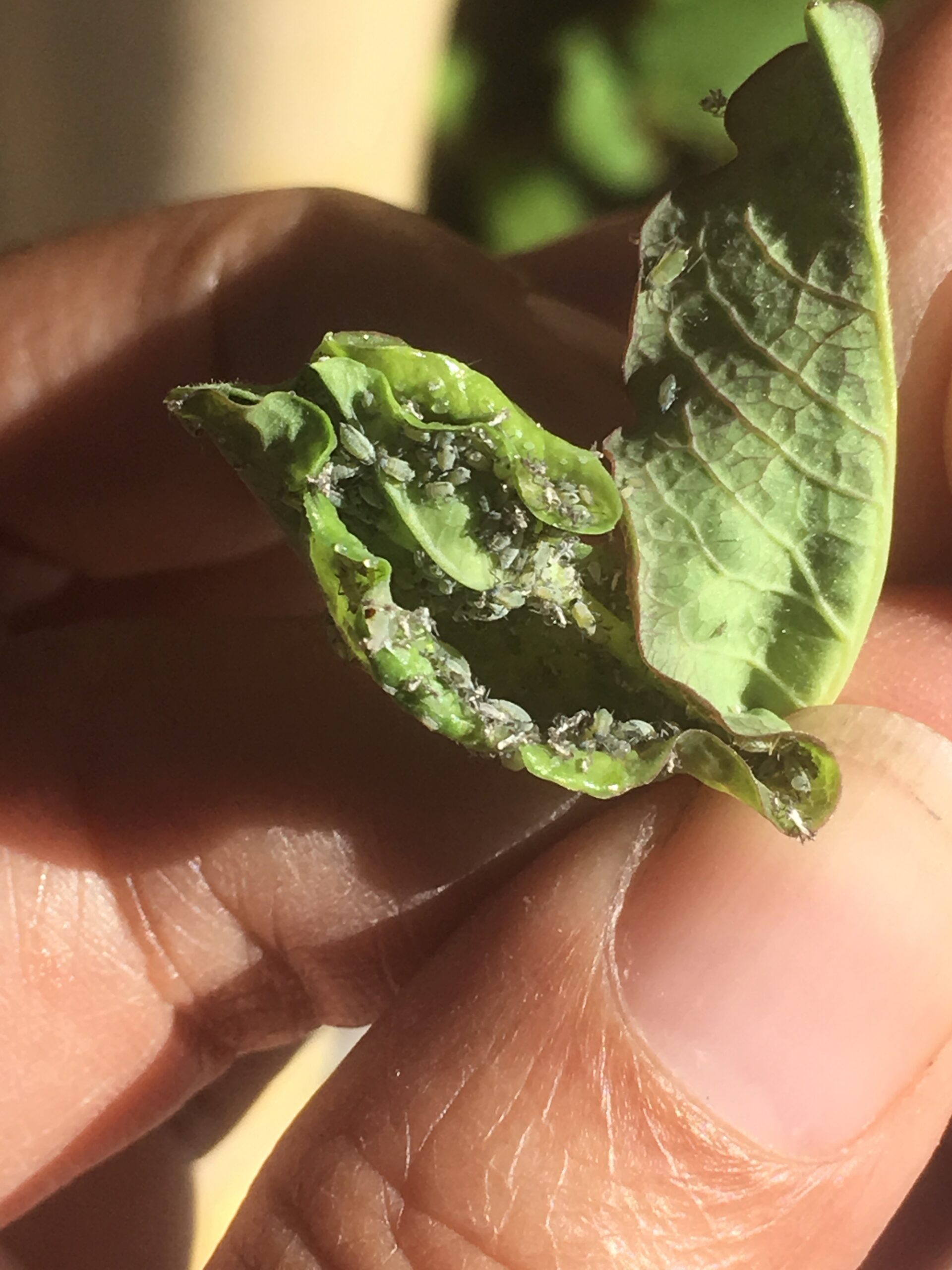 Homeopathy versus Pesticides