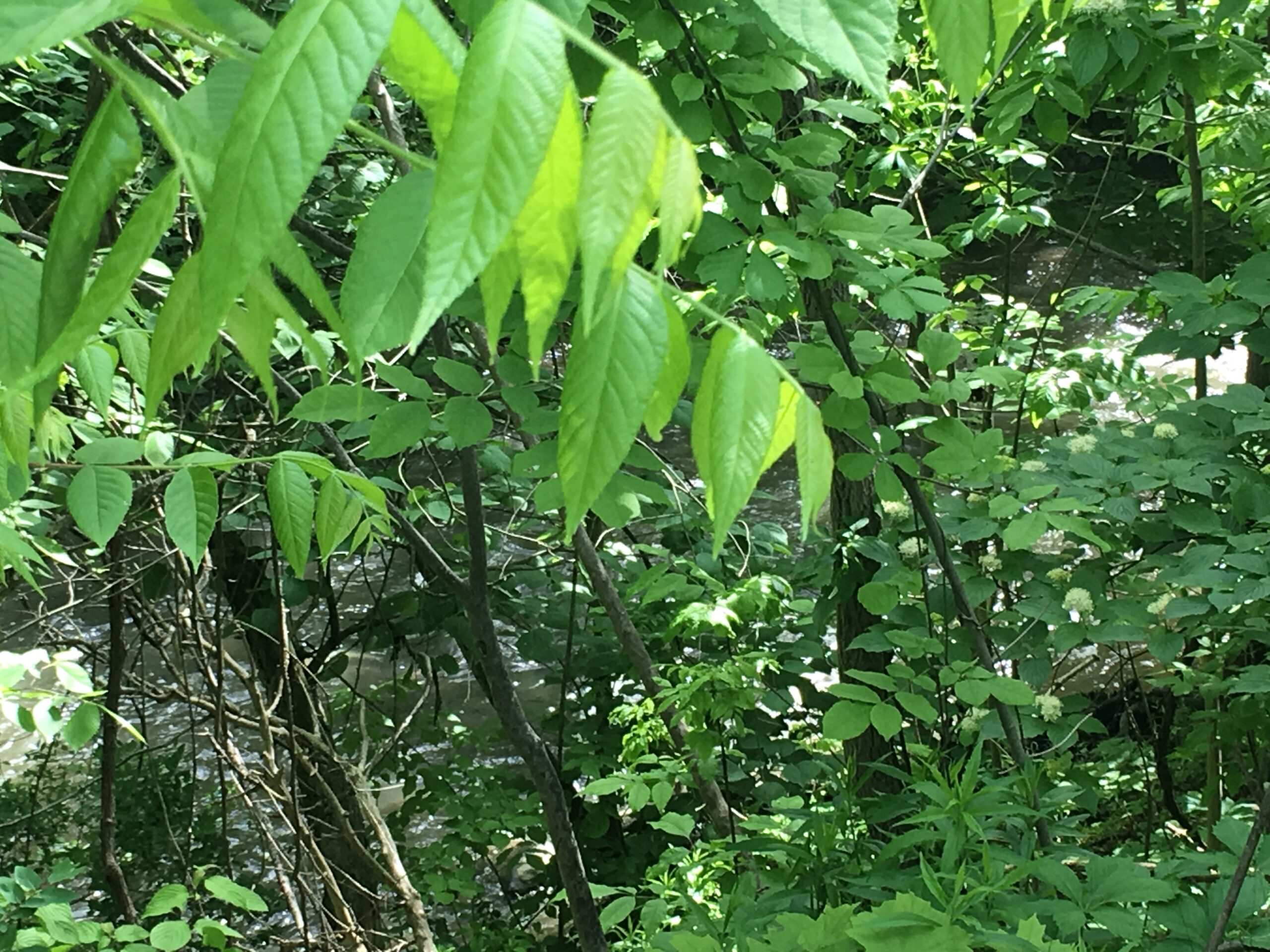 Exploring Toronto’s Trails with Confidence: Homeopathic Protection Against Bugs